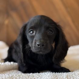 Liora - Black female Dachshund puppy in Pflugerville, Texas from Dream A Dream Dachshunds