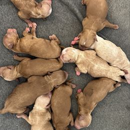 Girl 2 - Red  female Goldendoodle puppy in Glendale, Arizona from Follow Your Bliss Doodles