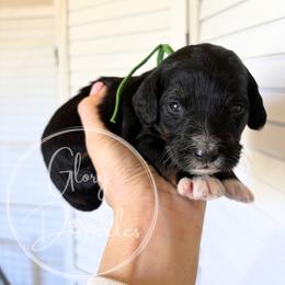 Green - Tri-color female Bernedoodle puppy in Rockwall, Texas from Glory Doodles