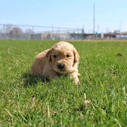 Border Collie and Golden Retriever Puppies from Kreger's K9s