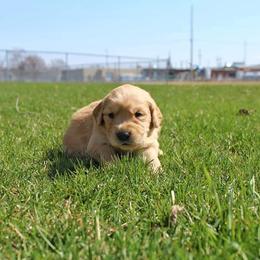 Border Collie and Golden Retriever Puppies from Kreger's K9s