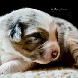 Holly - Blue merle female Australian Shepherd puppy in Decatur, Texas from Wyldrose Australian Shepherds