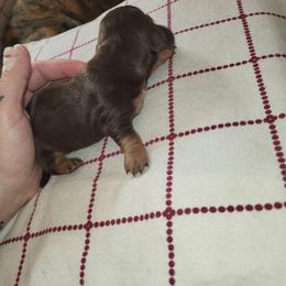 Male 3 - Chocolate and tan male Dachshund puppy in Suffolk, Virginia from Mini Love Bugs