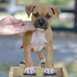 The Thoughtful Learner - Red female American Staffordshire Terrier puppy in St. Augustine, Florida from LBK & Ancient City
