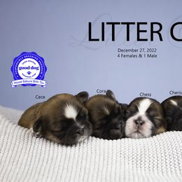 "Litter C. All puppies found their furever homes." Shih Tzu Puppies from House Sakura Shih Tzu