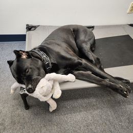 Cane Corso Puppies from Fortune Star Ultimate K9s