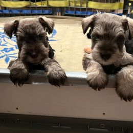 Miniature Schnauzer Puppies from So Cal Schnauzer