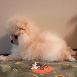 Flurry - Cream male Pomeranian puppy in Pembroke, Georgia from Triple P Babies/Pampered Pom Pom babies