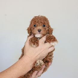 Goldendoodle Puppies from K Farm Doodles