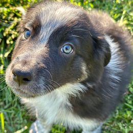 Sage - Tri-color Border Collie puppy in Rickman, Tennessee from Roaring River Border Collies
