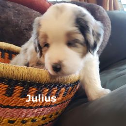 Miniature American Shepherd Puppies from A Bar J Ranch Kennel