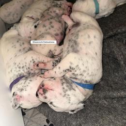 Dalmatian Puppies from Glasscock Dalmatians