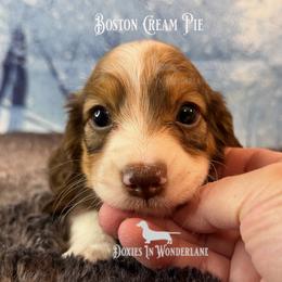 Boston Cream Pie - Piebald male Dachshund puppy in Rainier, Oregon from Doxies in Wonderland