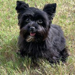 Cola - Yorkshire Terrier