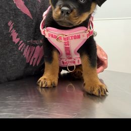 Poppy - Black and mahogany female Rottweiler puppy in Denver, Colorado from Denver Rottweilers