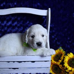 Male Green - Light golden male Golden Retriever puppy in Pasadena, Maryland from Promise Land