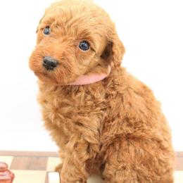Light Pink - Apricot female Labradoodle puppy in Lexington Park, Maryland from SUNNY SIDE DOODLES