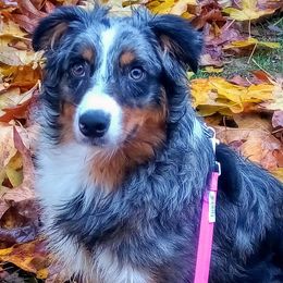 Australian Shepherds from Iyall Aussies