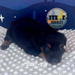 Slick - Black tri-color male Australian Shepherd puppy in Tucson, Arizona from TTTNT Aussies