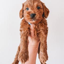 Alder (Blue) - Red  male Goldendoodle puppy in Beaverton, Oregon from Henry Elliots