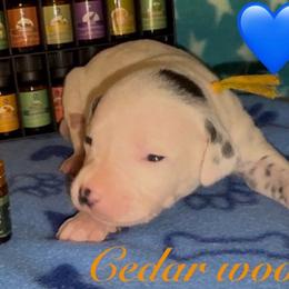 Cedarwood - White and black male Dalmatian puppy in Des Moines, Iowa from Spot Splattered Dalmatians