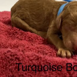 Poodle Puppies from Rock Creek Royal Poodles