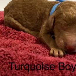 Poodle Puppies from Rock Creek Royal Poodles