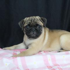 Jada - Fawn female Pug puppy in Arthur, Illinois from Perfect Pugs