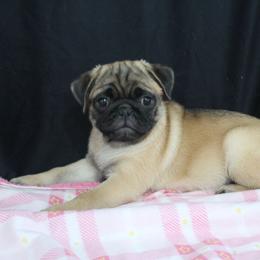 Jada - Fawn female Pug puppy in Arthur, Illinois from Perfect Pugs