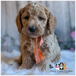 TOASTY - Multigen Goldendoodle -Medium size - OFA-Genetics-2 year warranty. Ready 11-7 - Apricot male Goldendoodle puppy in Jeddo, Michigan from Apple Creek Doodles