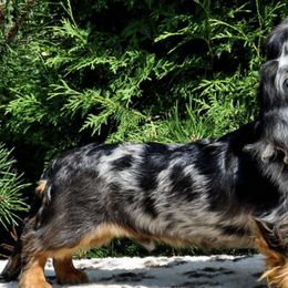 Dachshunds from Wyrmhund Dachshunds