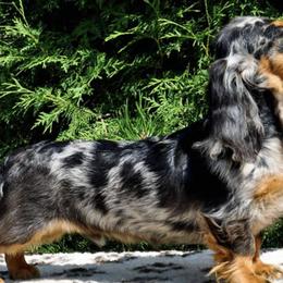Dachshunds from Wyrmhund Dachshunds