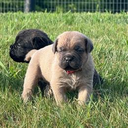 Red - Gray and fawn male Cane Corso puppy in Williamstown, Kentucky from Ridge Top Cane Corso