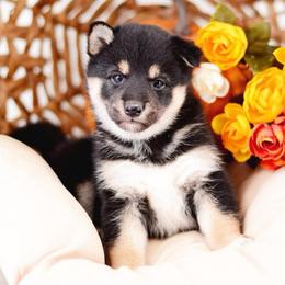 Ohana Black and Tan Girl - Black and tan female Shiba Inu puppy in Neosho, Missouri from Sunny Terrace Shibas