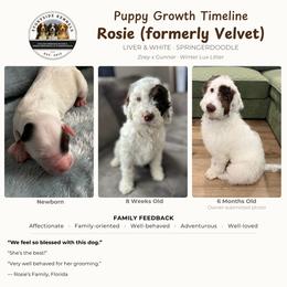 Aussiedoodle, English Springer Spaniel, and Springerdoodle Puppies from Storyside Kennels