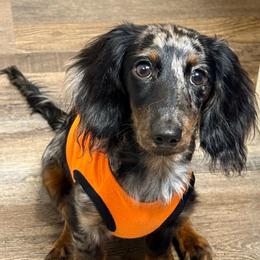Chuck Norris - Dachshund