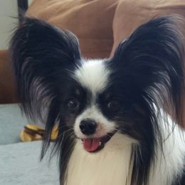 Papillons from Firefly Papillon's