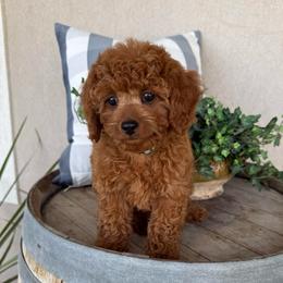 Dustin - Blue - Red male Cavapoo puppy in South Jordan, Utah from Simply Sweet Paws. LLC