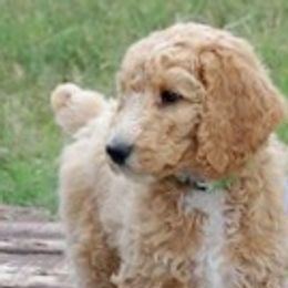 Poodles from Sugarpaw Pups