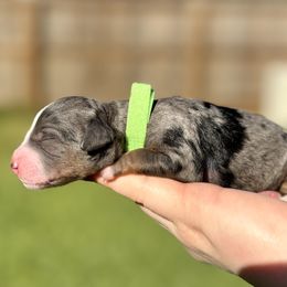 Australian Labradoodle, Bernedoodle, Cavapoo, and Poodle Puppies from Walk with Me Doodles