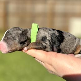 Australian Labradoodle, Bernedoodle, Cavapoo, and Poodle Puppies from Walk with Me Doodles