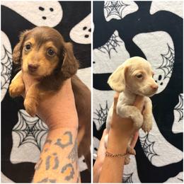 Dachshund puppies from Irlbeck Farm