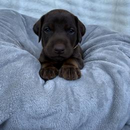 Doberman Pinscher Puppies from Haus of Hound