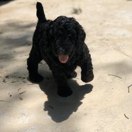 Poodle Puppies from Southern Standards