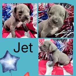 Jet - Blue and white male Great Dane puppy in Gonzales, Louisiana from Anstatt House Of Danes