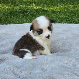 Red Male - Red male Pembroke Welsh Corgi puppy in Tenino, Washington from LoneStar Corgis NW