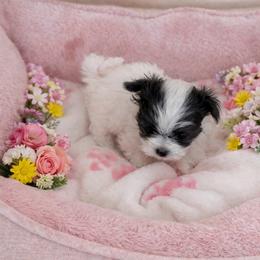 Alexa - Black & white female Maltipoo puppy in Hernando Beach, Florida from Minipupps