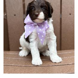 Miss Lavender - Chocolate female Australian Labradoodle puppy in Wake Forest, North Carolina from Lucky Country Labradoodles