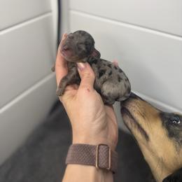 Peach - Dapple female Dachshund puppy in Oklahoma City, Oklahoma from Barrett’s Doxie Farm