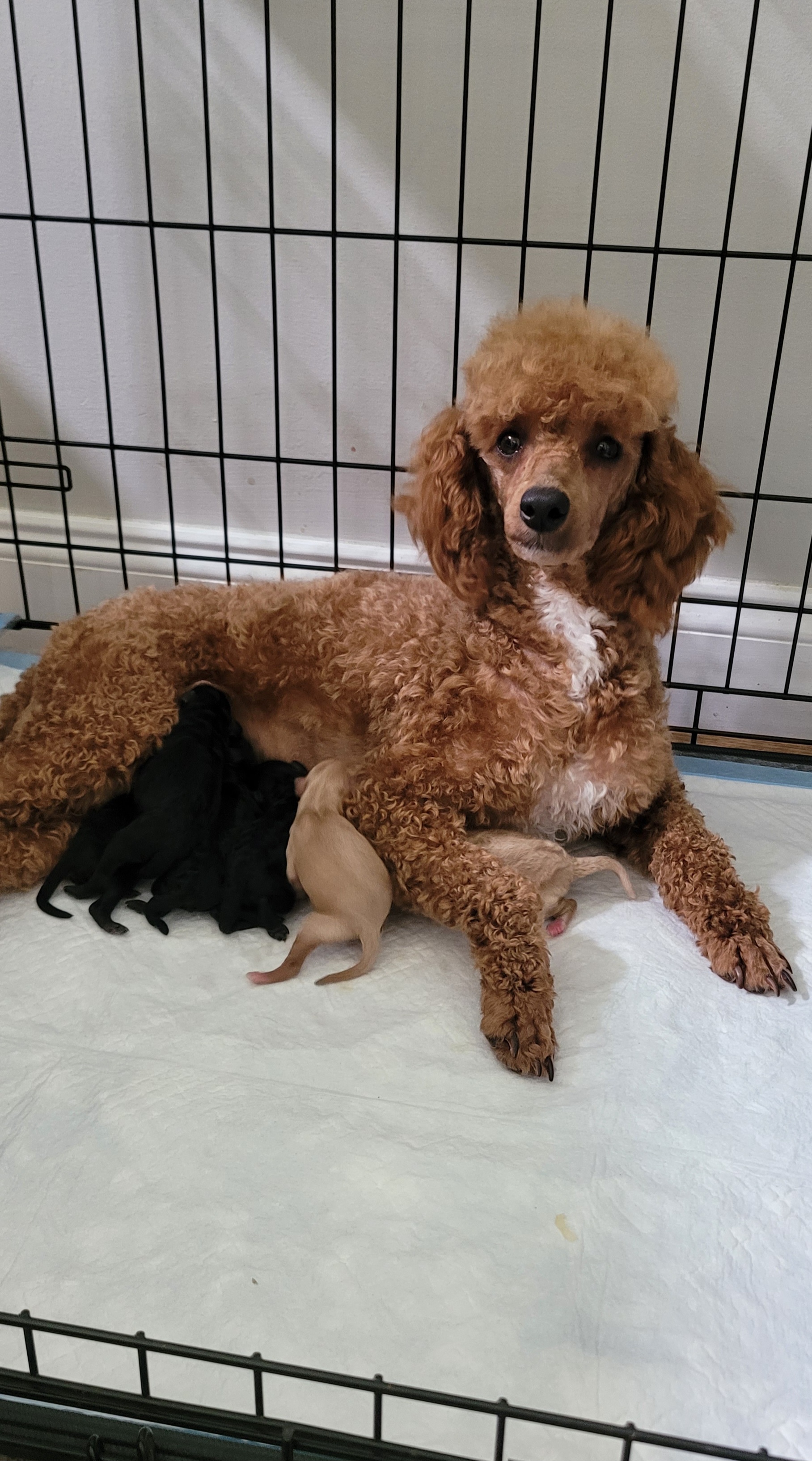 Dory - Poodle